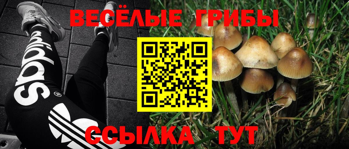 Кольчугино  Псилоцибиновые грибы ЛСД  Вход с VPN 